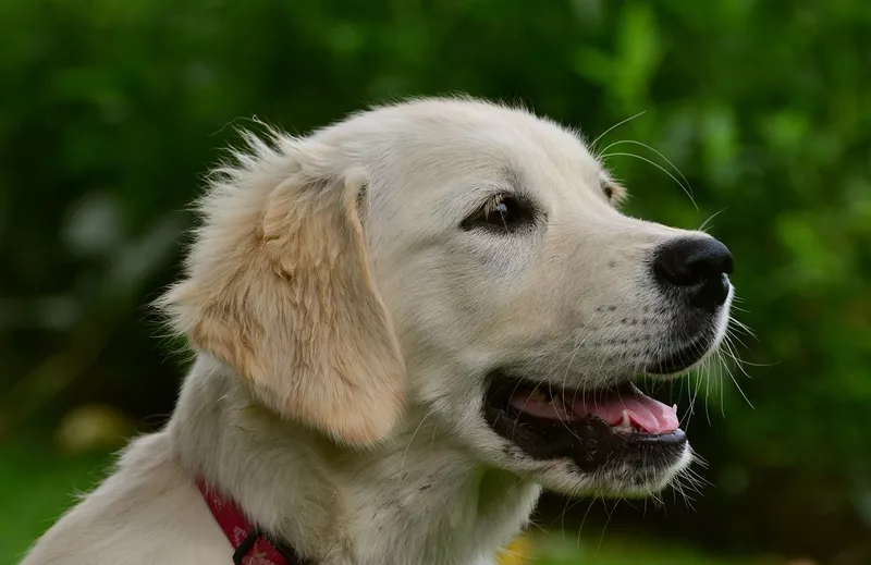 golden retriever