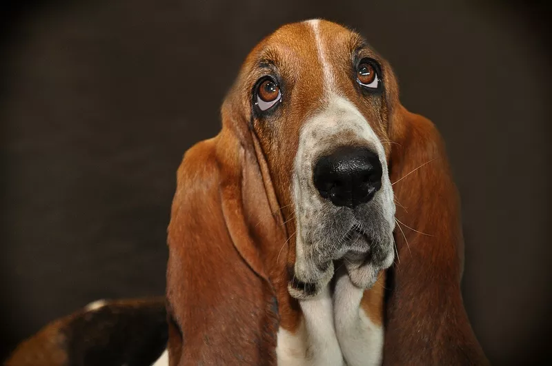 Basset Hound