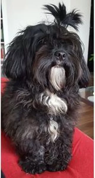 Lhasa Apso